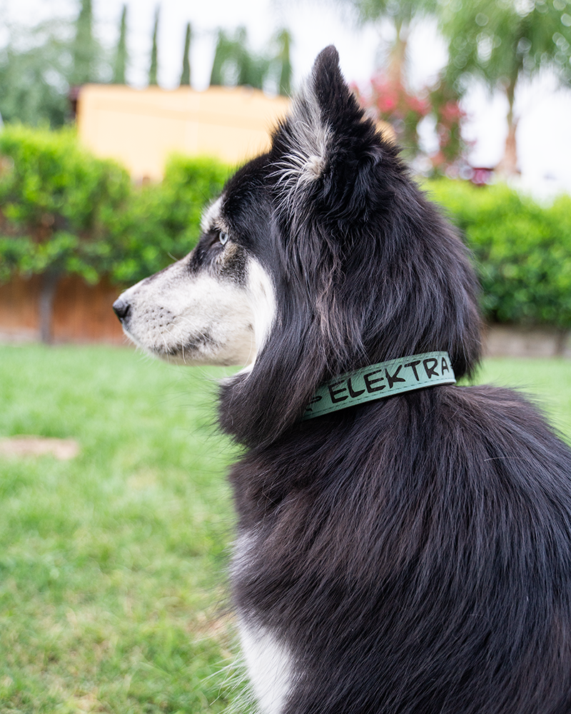 Small Dog Collar - Engraves Black